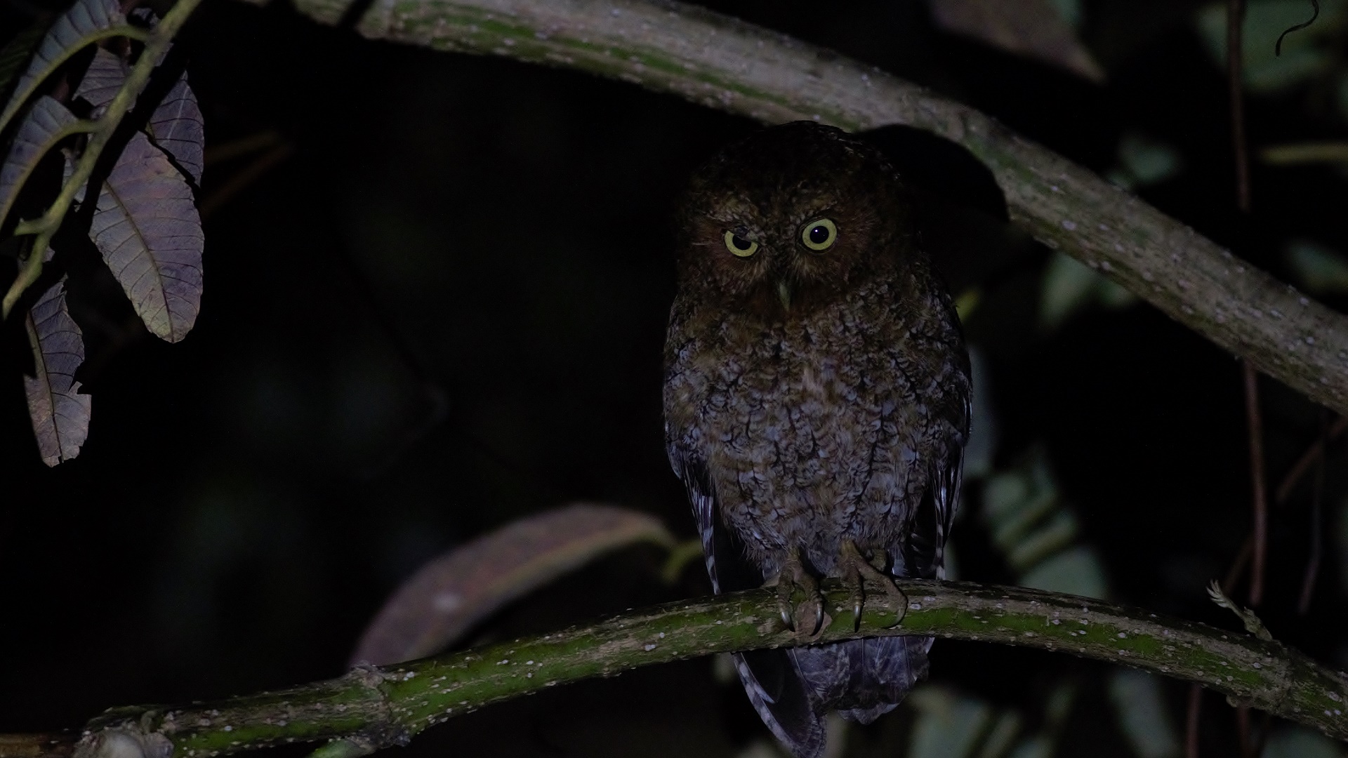 Bare-shanked Screech-Owl